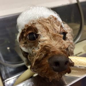 シャンプートイプー