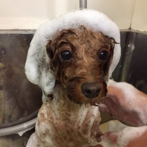 シャンプートイプー