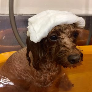 お風呂トイプー