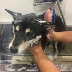 シャンプーしば