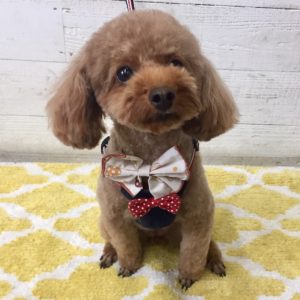 仕上がりトイプー