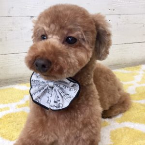 仕上がりトイプー