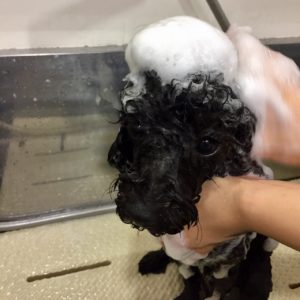 シャンプートイプー