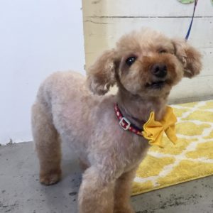 仕上がりトイプー