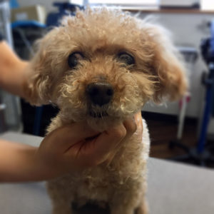 よろしくトイプー