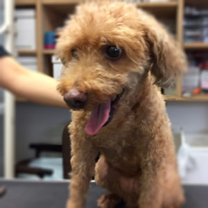 よろしくトイプー