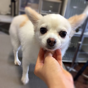 よろしくチワワ