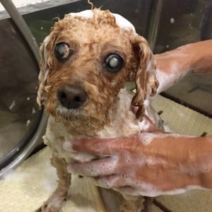 シャンプートイプー