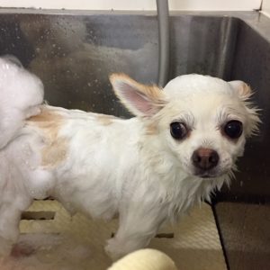 シャンプーチワワ