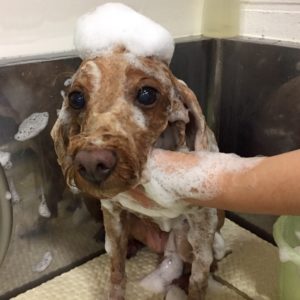 シャンプートイプー