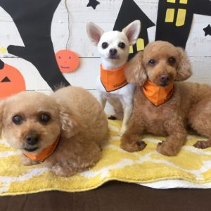 仕上がりトイプー&チワワ