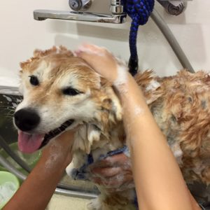 シャンプーしば