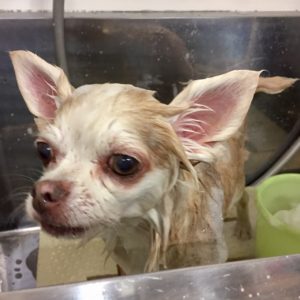 シャンプーチワワ