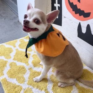 仕上がりチワワ