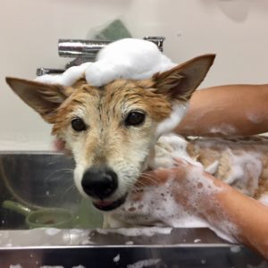 シャンプーミックス