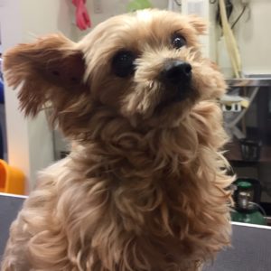 よろしくヨーキー