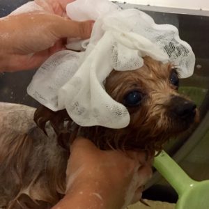 シャンプーヨーキー