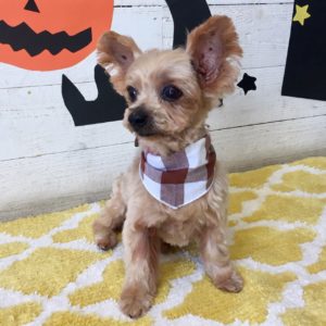 仕上がりヨーキー