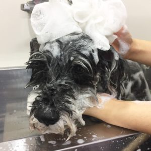 シャンプーMシュナ