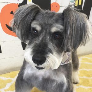 仕上がりMシュナ