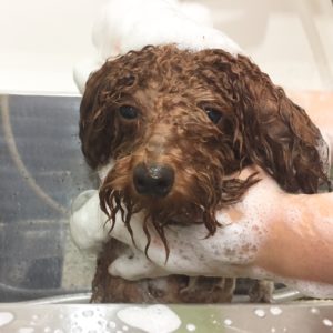 シャンプートイプー