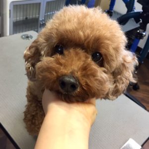 よろしくトイプー