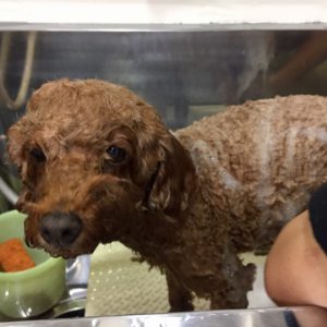 シャンプートイプー