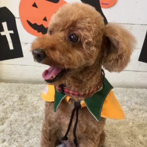 仕上がりトイプー