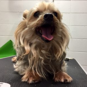 よろしくヨーキー