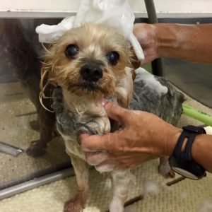 シャンプーヨーキー