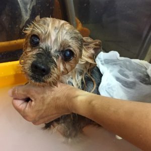 お風呂ヨーキー