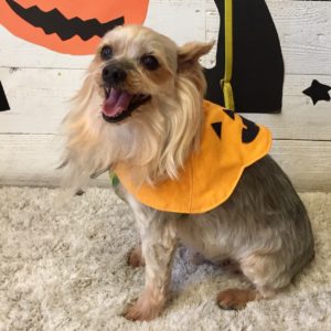 仕上がりヨーキー