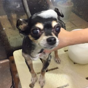 シャンプーチワワ