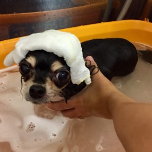 お風呂チワワ