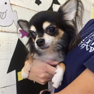 仕上がりチワワ