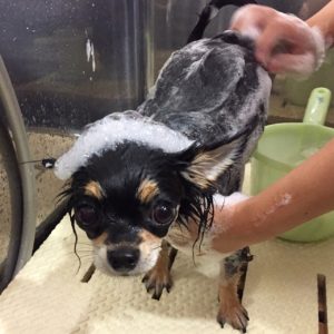 シャンプーチワワ