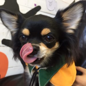 仕上がりチワワ