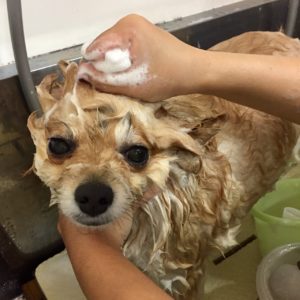 シャンプーポメ