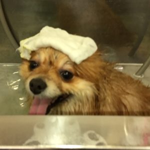 お風呂ポメ