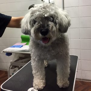 よろしくMシュナ