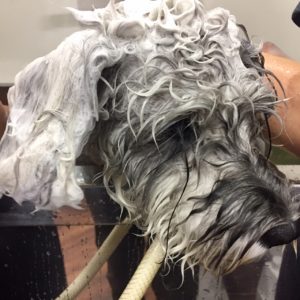 シャンプーMシュナ