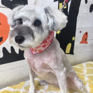 仕上がりMシュナ