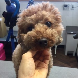 よろしくトイプー