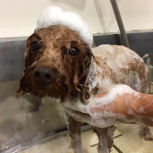 シャンプートイプー