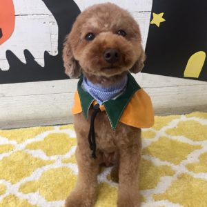 仕上がりトイプー