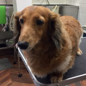 よろしくダックス