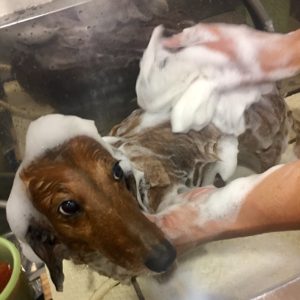 シャンプーダックス