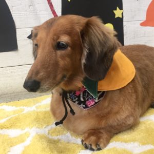 仕上がりダックス