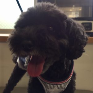 よろしくトイプー