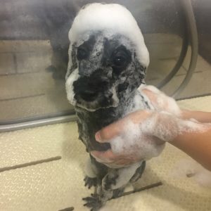 シャンプートイプー